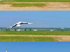 -盐城丹顶鹤湿地生态旅游区