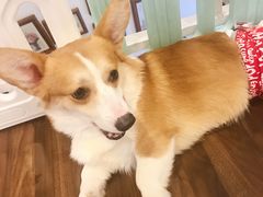 -柯斗斗主题餐厅·狗咖·围炉煮茶·茶饮(国瑞升平里店)