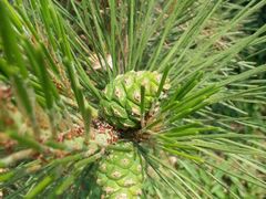 android_upload_pic-北京市海淀外国语实验学校