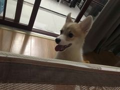 -翊宠yipet猫狗购宠庄园犬舍•猫舍