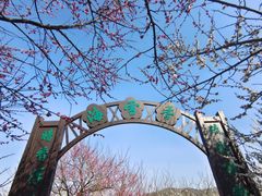 -香雪海