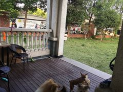 -翊宠yipet猫狗购宠庄园犬舍•猫舍