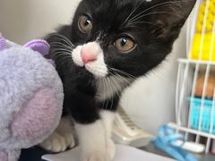 -关爱动物医院·心脏·中兽医·异宠(金牛路分院)