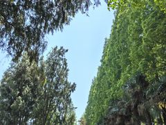 -黄海国家森林公园