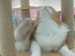 -喵园·猫主题咖啡厅·撸猫·猫咖(国贸店)