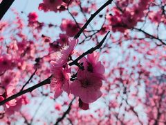 -白塘生态植物园