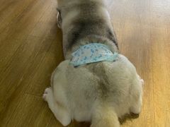 -Husky Go! 哈士奇体验馆·宠物咖啡厅狗咖