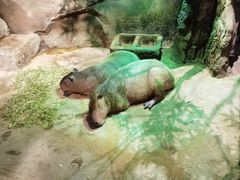 -zoonana室内动物园(东方福来德店)