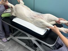 -贝康宠物医院·犬猫全科·小动物特色诊疗中心(东环路店)