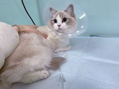 -达爱动物医院·犬猫分区·CT·复杂眼科(远洋山水分院)