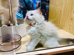 -屋虎猫馆(宝安大仟里店)