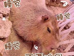 -正佳雨林生态植物园