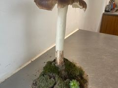 -收获咖啡HARVEST RESERVE(苍山店)