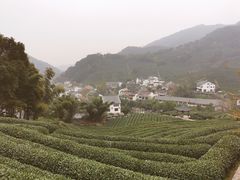 -龙井村
