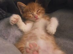 -瑞派福兴宠物医院犬猫全科·骨科·中西医结合(河东店)