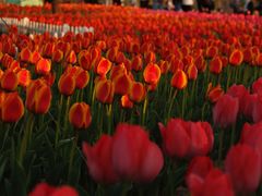 -廊坊文化艺术中心