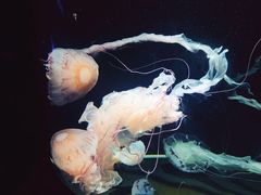 -成都浩海立方海洋公园