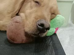 -宠颐生动物医院·心脏科·保险定点(锦阳分院)