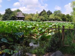 -西湖外事游船(花港观鱼码头)