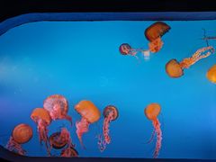 -太平洋海底世界