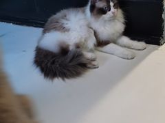 -猫色咖啡·猫咖