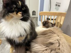 -楼上猫咖(罗湖店)