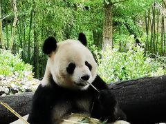 -都江堰中华大熊猫苑
