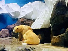 -海合安武汉极地海洋公园