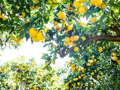 -滨江森林公园-真人CS野战场