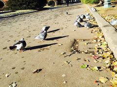 -北海道厅旧本厅舍(旧本庁舎)