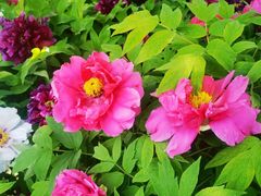 -莲花池公园