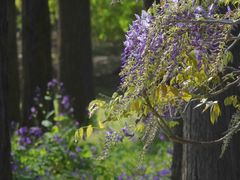 -上海共青森林公园