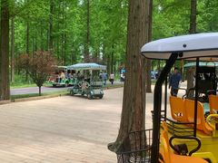 -黄海国家森林公园