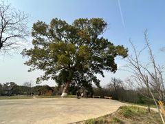 -良渚古城遗址公园