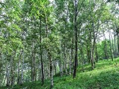 -白草畔自然风景区