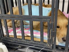-达爱动物医院·犬猫分区·CT·复杂眼科(远洋山水分院)