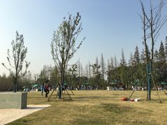 -上海长兴岛郊野公园