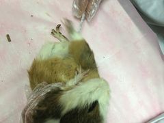 -北京观赏动物医院·24小时大型综合·猫专科·异宠专科
