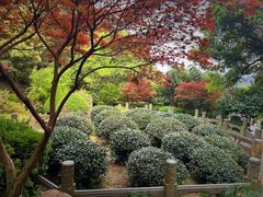 -十八棵（老龙井）御茶园(老龙井店)