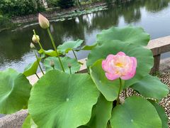 -无锡蠡湖国家湿地公园-蠡园