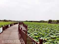 -天津东丽湖风景区