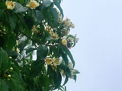 -军营村