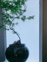 -章光101防脱养发荟