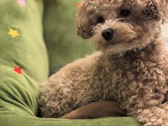 -有喵·猫咖·狗咖·40+猫狗有小奶狗(岗厦店)