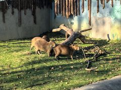 -泉州海丝野生动物世界