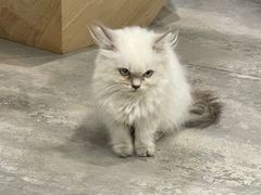 -楼上猫咖(罗湖店)