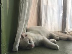 -猫猫幼稚园·撸猫·桌游·电玩