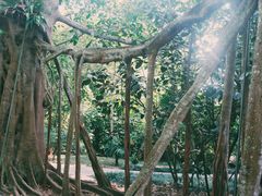 -中国科学院西双版纳热带植物园