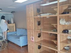 -喵百万·布偶·蓝金金渐层英短·猫舍(百子湾店)