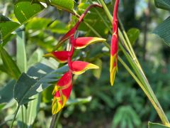 -中国科学院西双版纳热带植物园